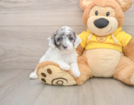 7 week old Poodle Puppy For Sale - Florida Fur Babies