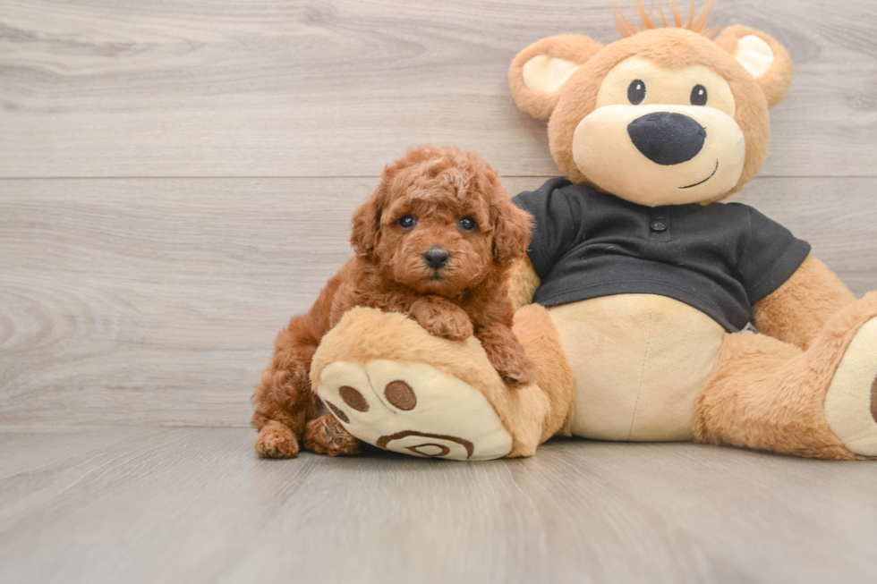 Poodle Puppy for Adoption