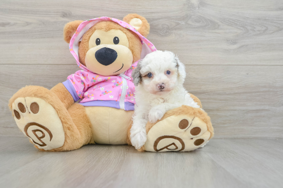 6 week old Poodle Puppy For Sale - Florida Fur Babies