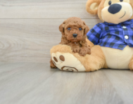 7 week old Poodle Puppy For Sale - Florida Fur Babies