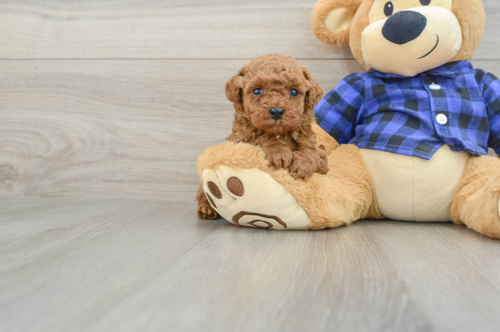 5 week old Poodle Puppy For Sale - Florida Fur Babies