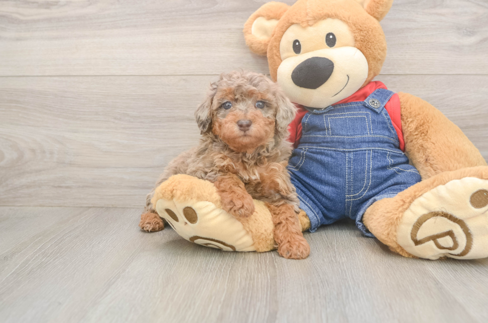 5 week old Poodle Puppy For Sale - Florida Fur Babies