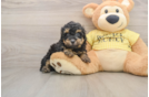 Best Poodle Baby