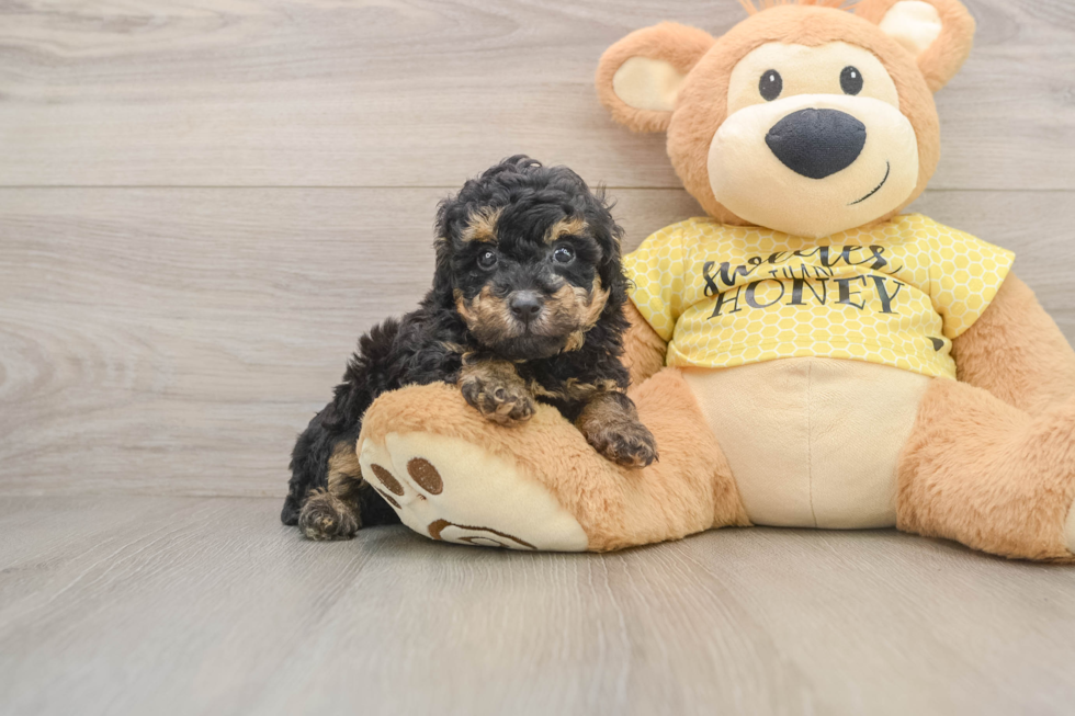Best Poodle Baby