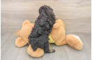 Energetic Caniche Purebred Puppy