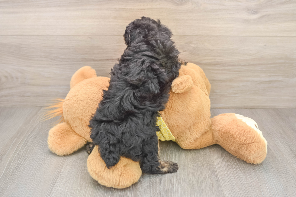 Energetic Caniche Purebred Puppy