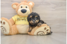 Playful Poodle Purebred Pup