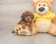 7 week old Poodle Puppy For Sale - Florida Fur Babies
