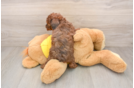 Best Poodle Baby
