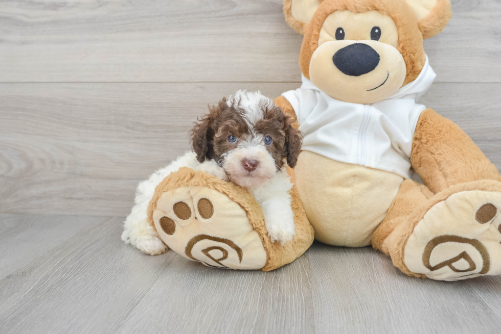 Poodle Puppy for Adoption