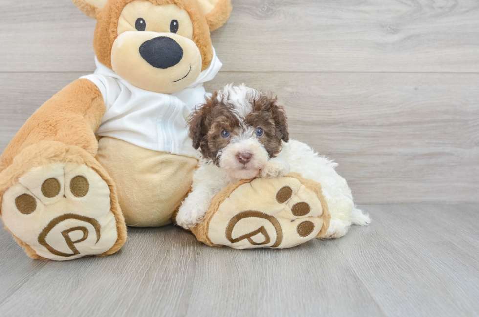 5 week old Poodle Puppy For Sale - Florida Fur Babies