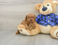 7 week old Poodle Puppy For Sale - Florida Fur Babies