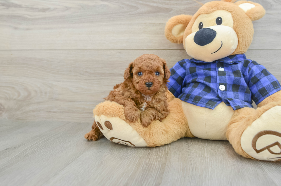 5 week old Poodle Puppy For Sale - Florida Fur Babies