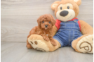Poodle Pup Being Cute