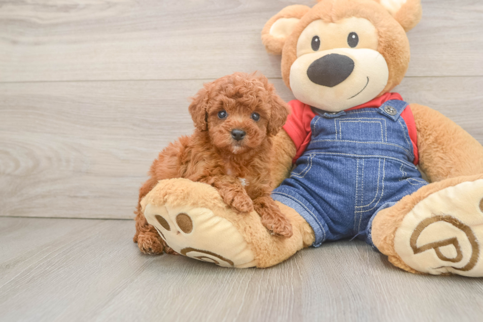 Poodle Pup Being Cute