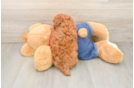 Poodle Puppy for Adoption
