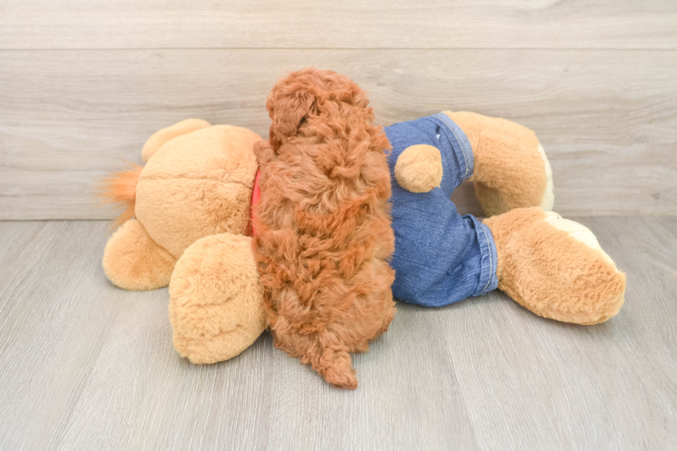 Poodle Puppy for Adoption