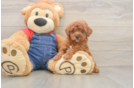 Akc Registered Poodle Baby