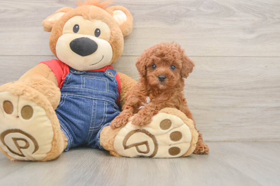 6 week old Poodle Puppy For Sale - Florida Fur Babies
