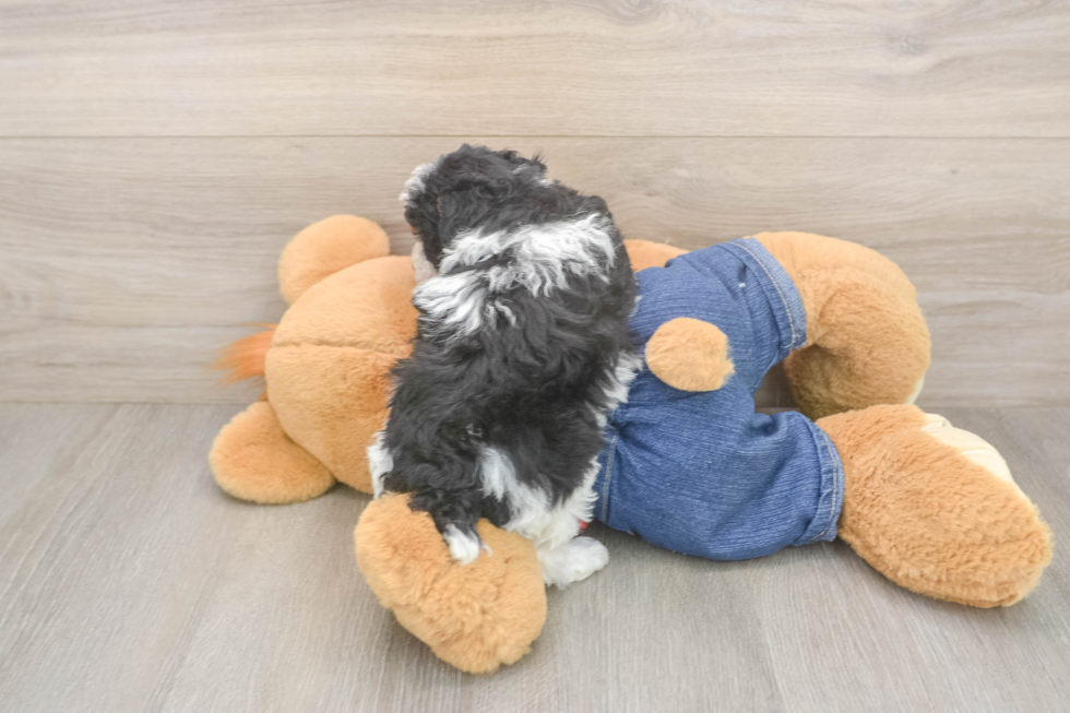 Adorable Pudle Purebred Puppy