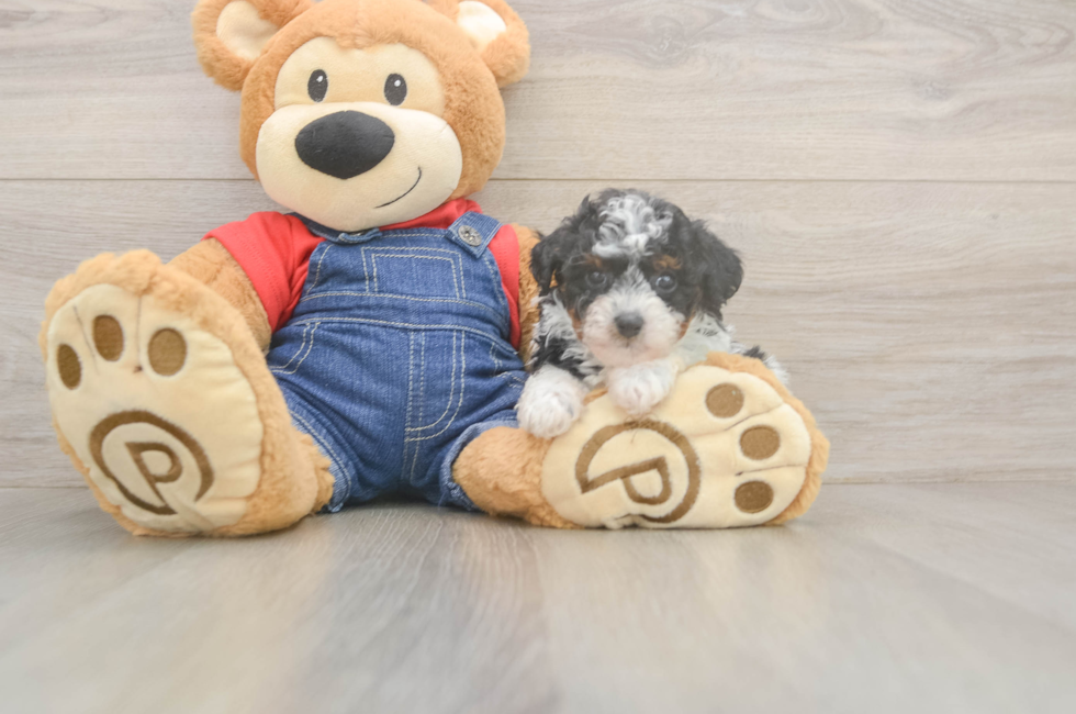 5 week old Poodle Puppy For Sale - Florida Fur Babies