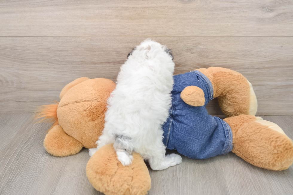 Playful Poodle Baby