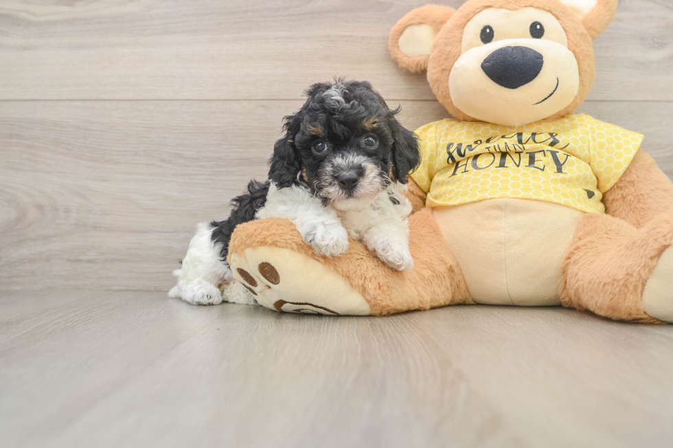 Playful Poodle Purebred Pup