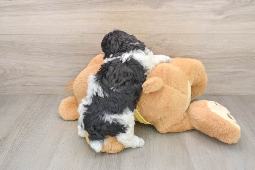 Poodle Pup Being Cute