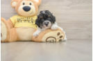 Best Poodle Baby
