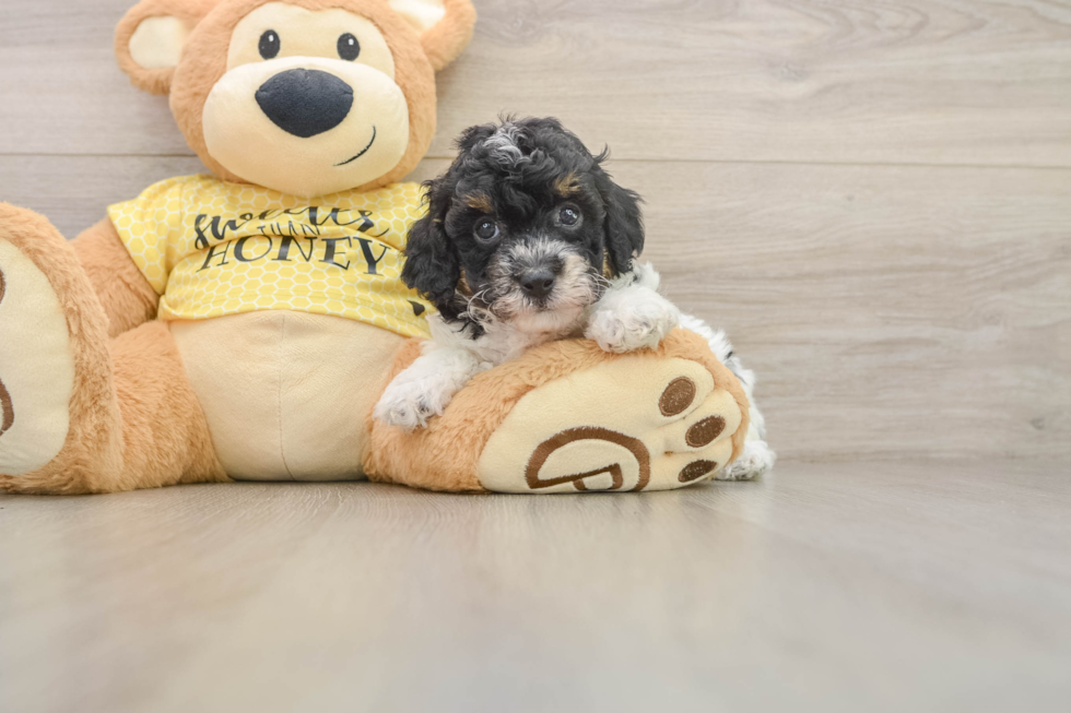 Best Poodle Baby