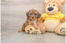 Adorable Toy Poodle Purebred Puppy