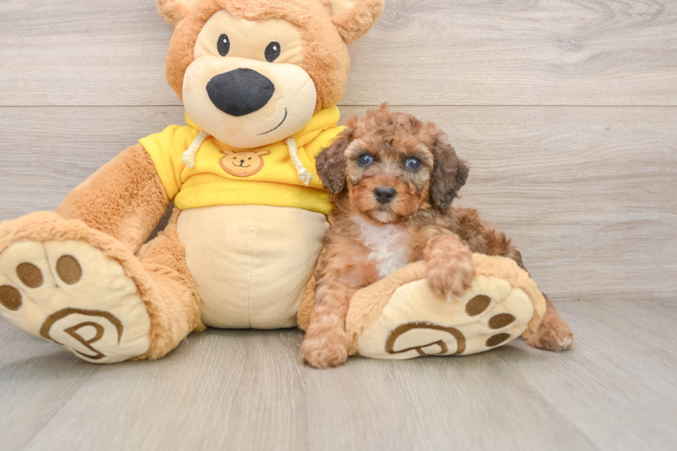Best Poodle Baby