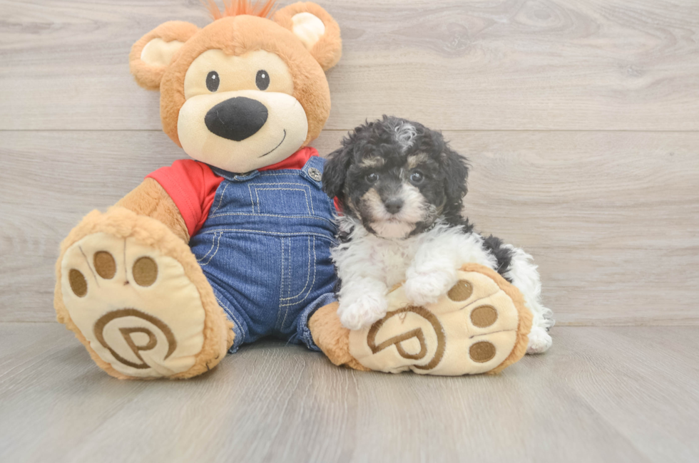 5 week old Poodle Puppy For Sale - Florida Fur Babies