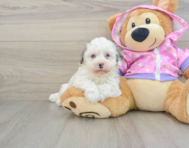 10 week old Poodle Puppy For Sale - Florida Fur Babies