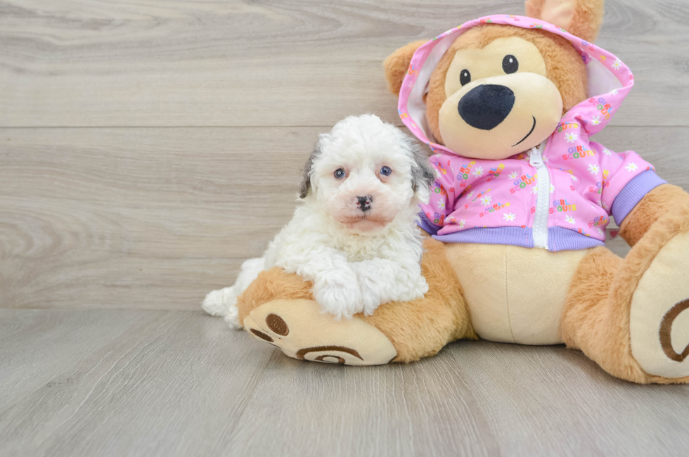 6 week old Poodle Puppy For Sale - Florida Fur Babies