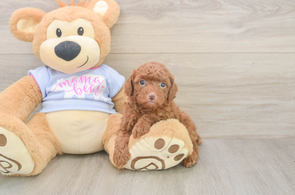 6 week old Poodle Puppy For Sale - Florida Fur Babies