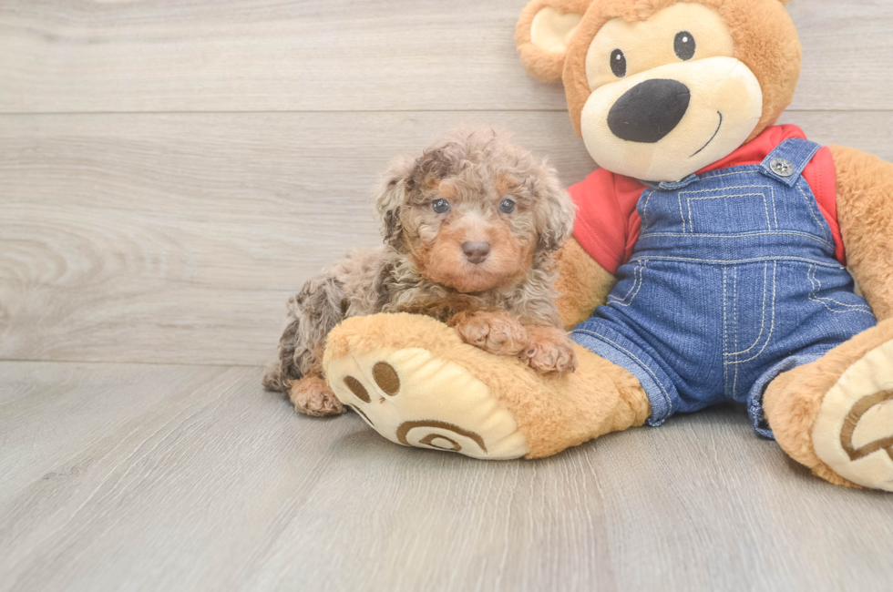5 week old Poodle Puppy For Sale - Florida Fur Babies