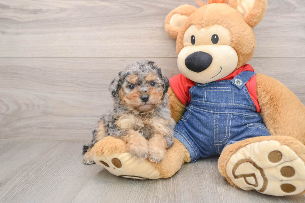 Petite Pooodle Purebred Puppy