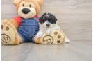 Petite Toy Poodle Purebred Puppy