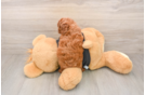 Poodle Puppy for Adoption