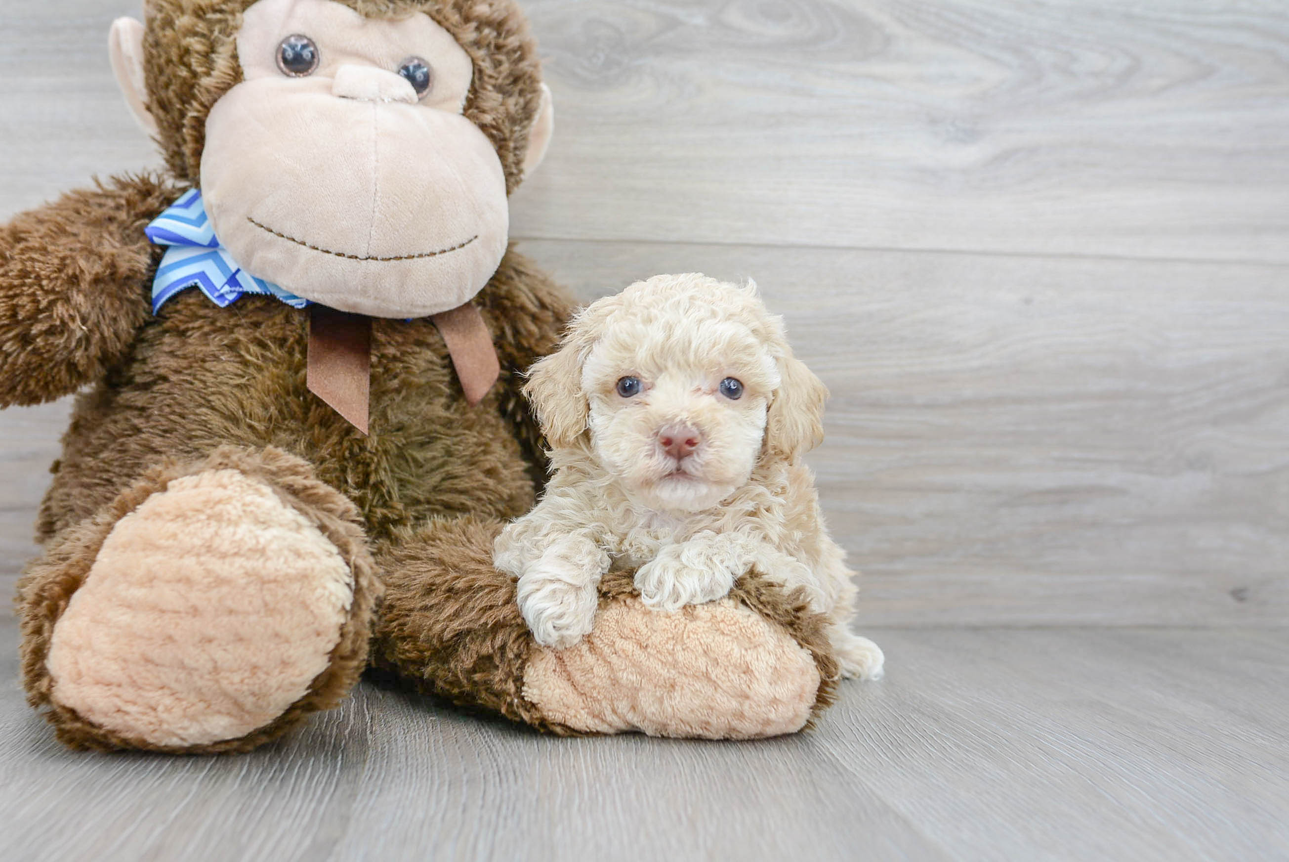 Purebred teacup poodle best sale