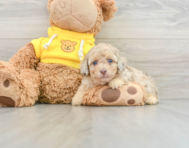 8 week old Poodle Puppy For Sale - Florida Fur Babies