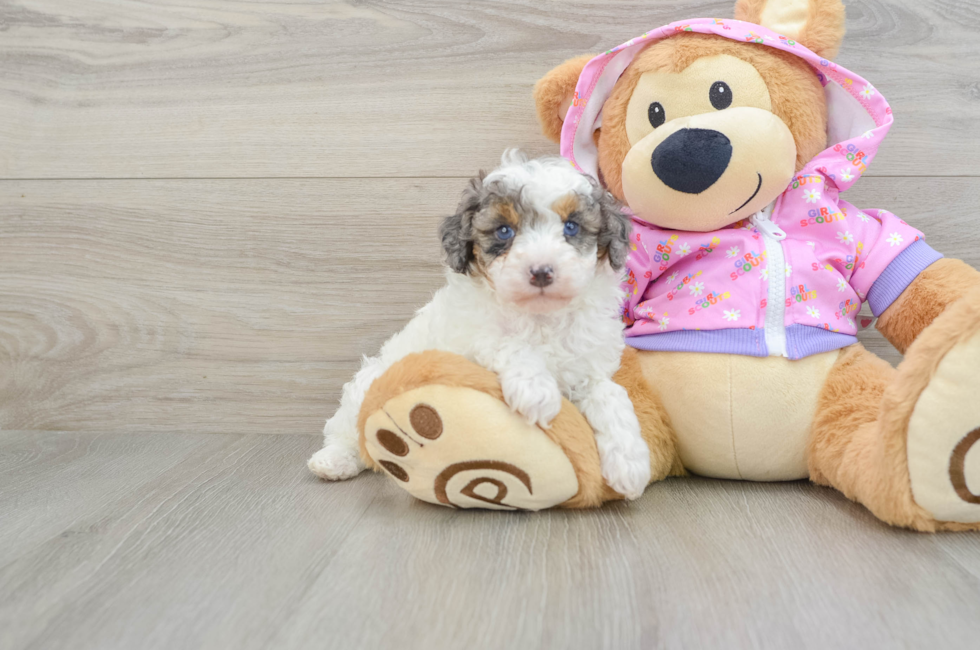 6 week old Poodle Puppy For Sale - Florida Fur Babies