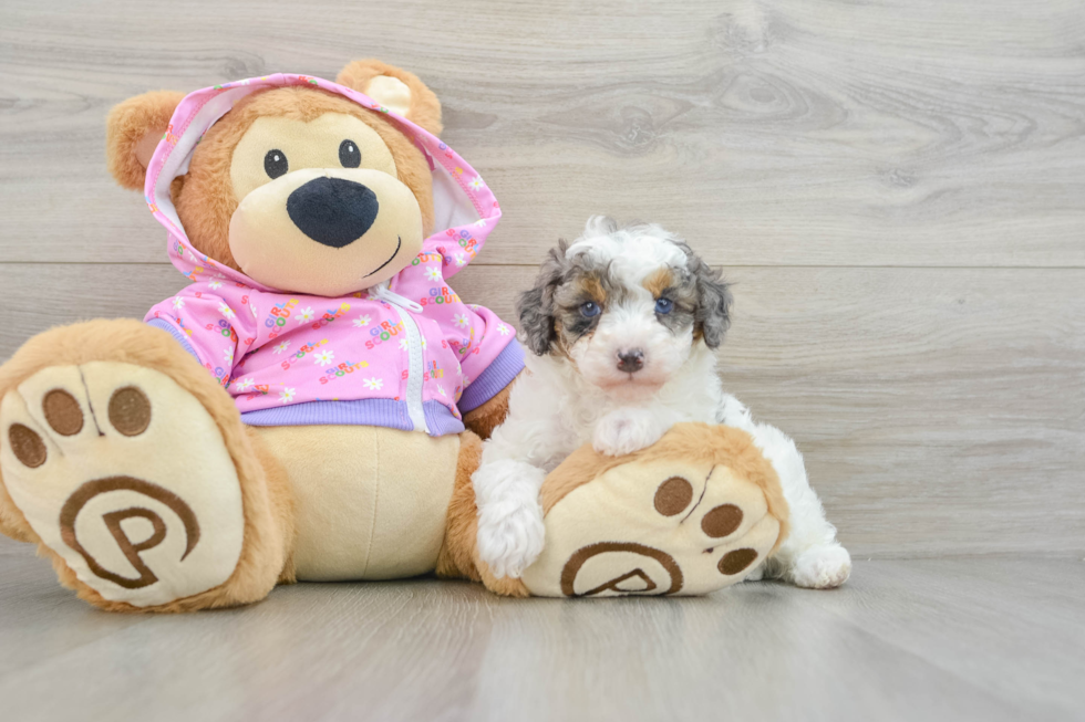 Poodle Pup Being Cute