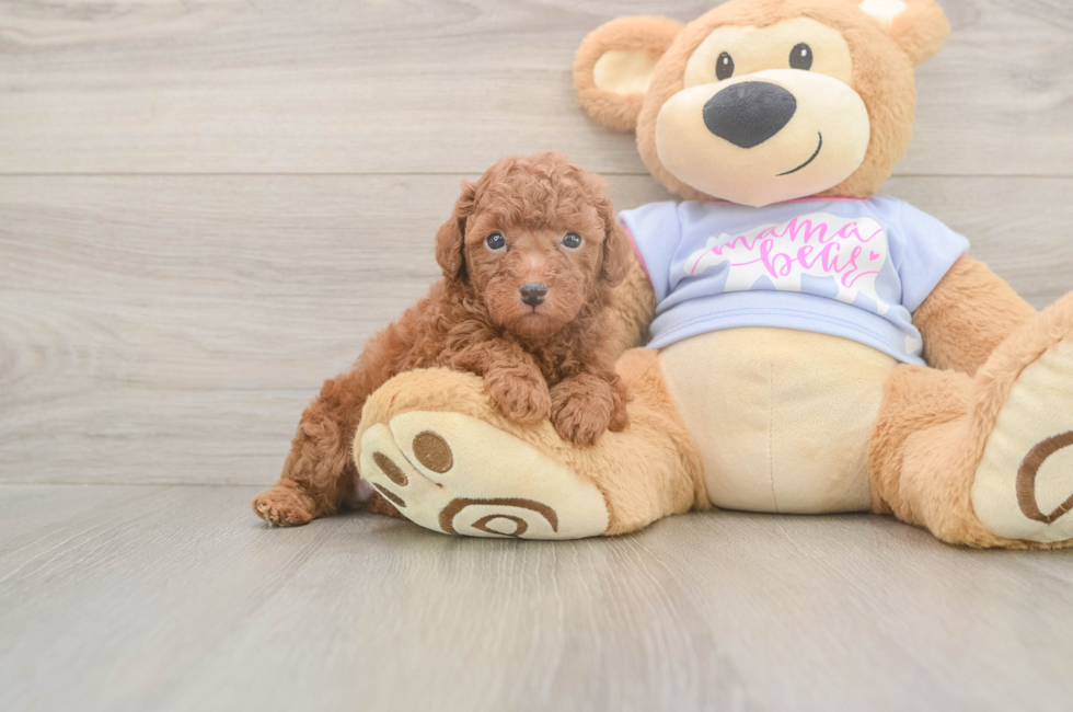 6 week old Poodle Puppy For Sale - Florida Fur Babies