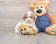 8 week old Poodle Puppy For Sale - Florida Fur Babies