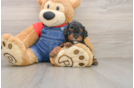 Fluffy Pudle Purebred Puppy