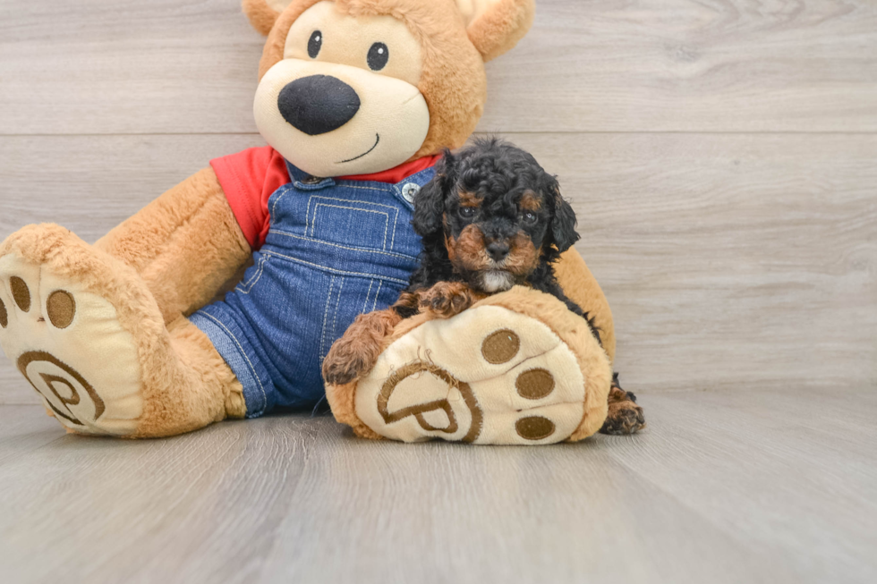 Fluffy Pudle Purebred Puppy