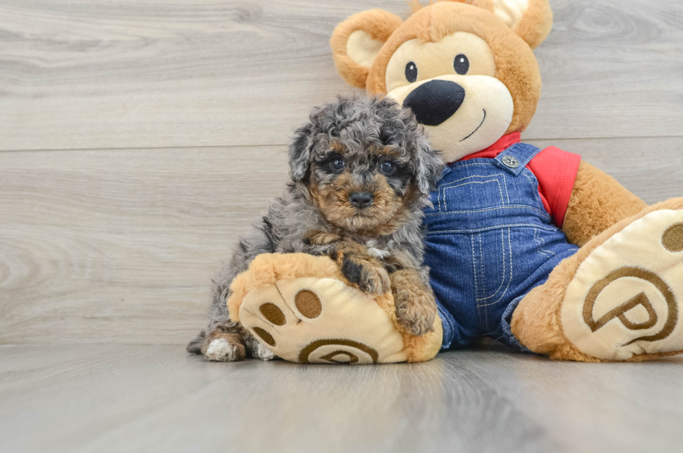 6 week old Poodle Puppy For Sale - Florida Fur Babies