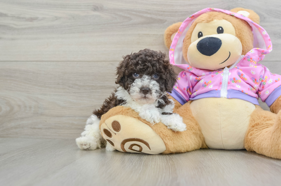 5 week old Poodle Puppy For Sale - Florida Fur Babies